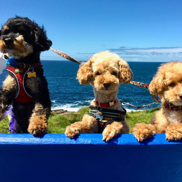 27a43e9f d84a 48ea b497 ac0ec48c4efc 1594545521601