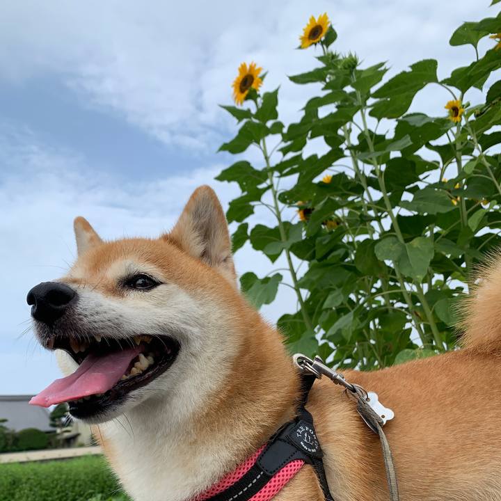 27a4bcc4 4ed8 4efb 8edc c5f01e14c566 1596072547550