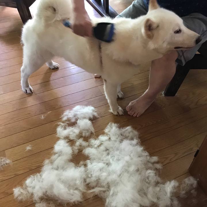 27a65299 e72a 4aaf 89f8 c2c950190040 1532939301961