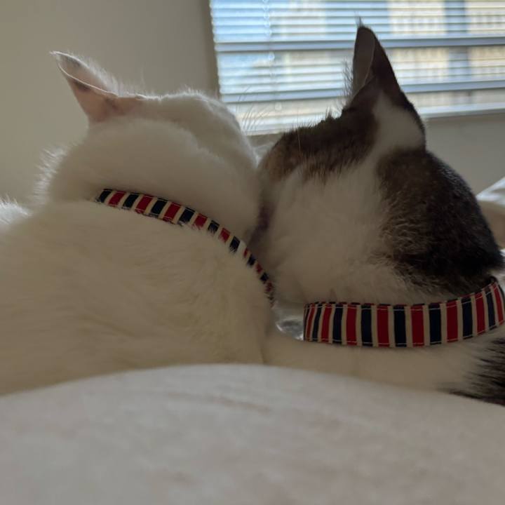 27a78b5b 4f98 43ad a905 88280a5d6646 1763085089212