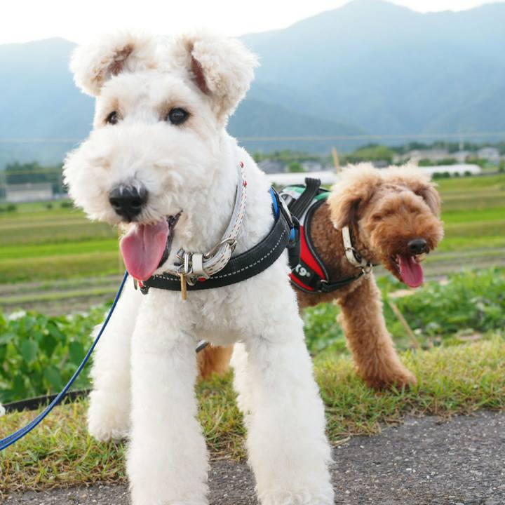 27ab93d8 6e99 4f8d 8bb0 89e527a7b818 1530112229470