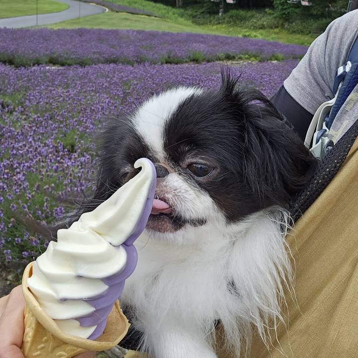 27ace13b 421f 44aa bc69 bbc1f723d41b 1722427156238