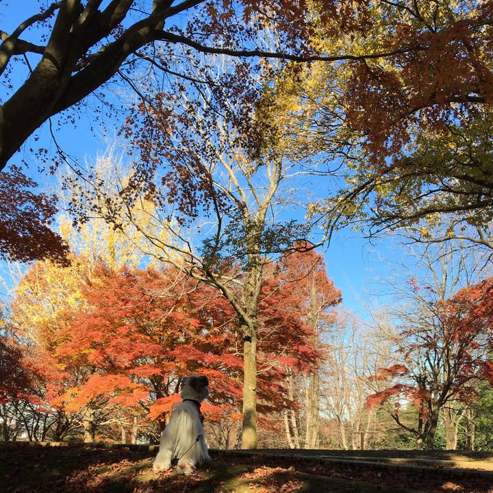 27b03167 8f64 4f3a 9be3 439eadb6d4c0 1511588244380