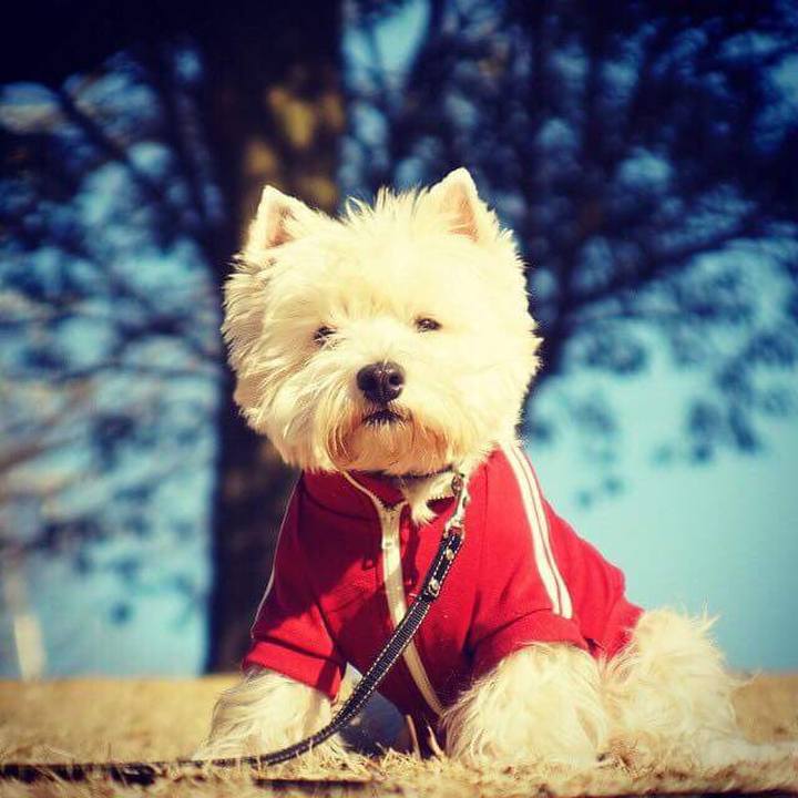 27b08ce9 7ee8 4bf2 863f 63b9ac864550 1520896238429