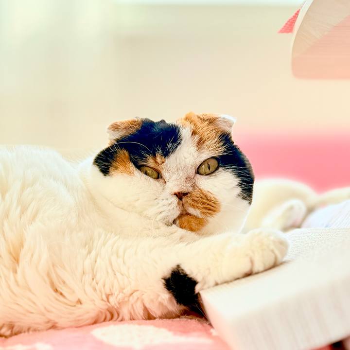 27b6a7ae e3a4 4706 8077 c1533c0d1cfa 1761949642253