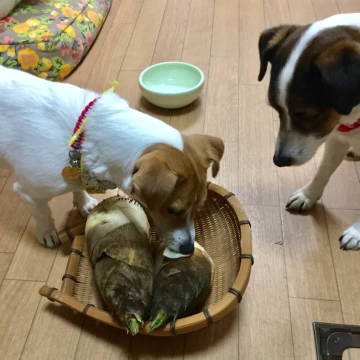 27bcd10d ed27 4a71 9db1 f801e643bbfd 1555741268306