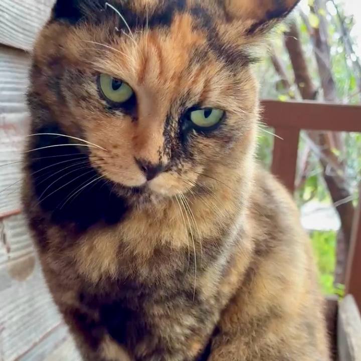 27c40d52 4c05 4acd 9989 75ee0a6dbf4d 1762685563332