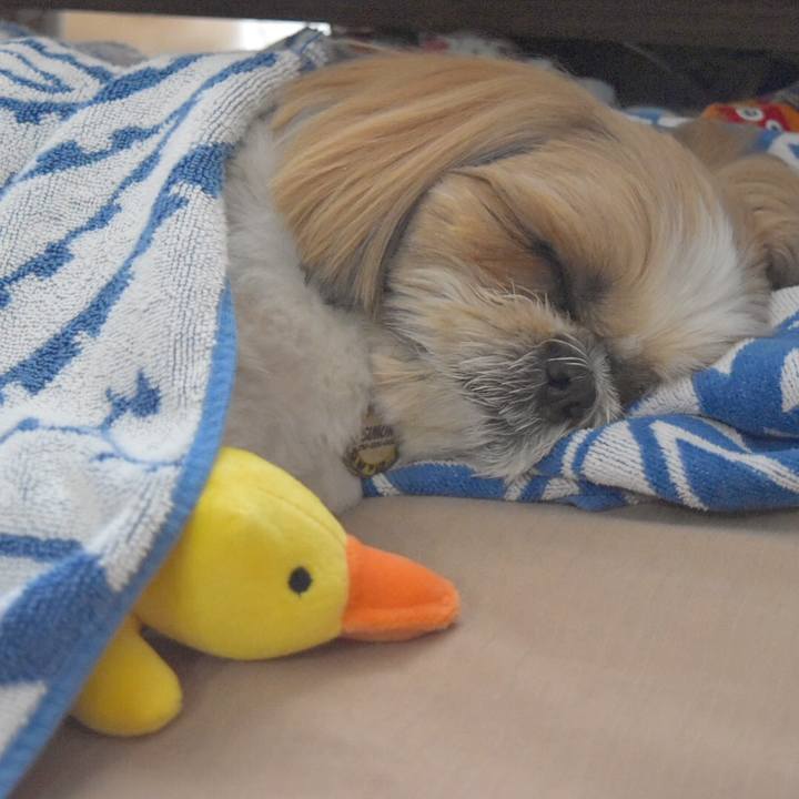 27c72ef9 32d4 4ed3 af50 33508c26778f 1508966027052