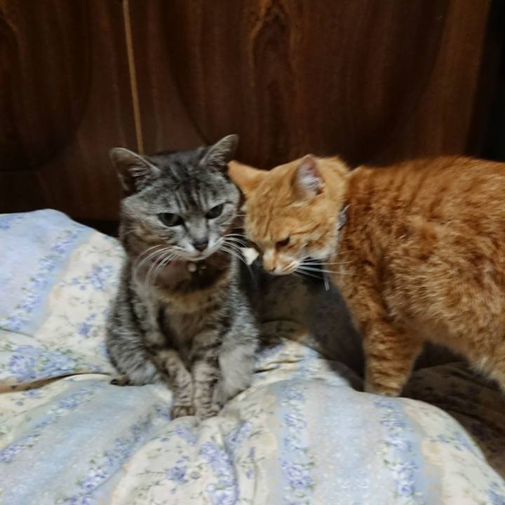 27c977a8 86d1 4d39 bfc3 ba6d478299c1 1590580183575