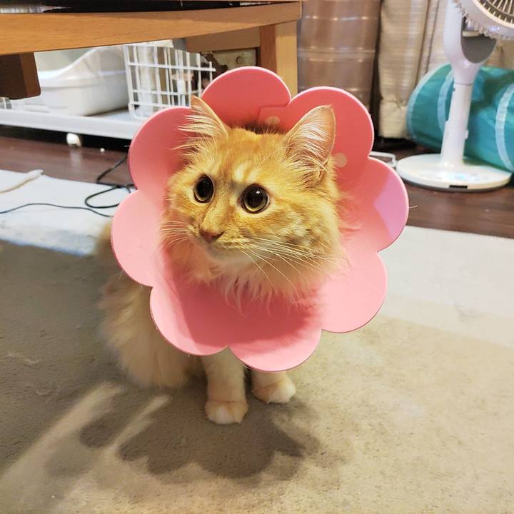 27ca520b 1563 4791 a27b 4b07814aef40 1681997704722