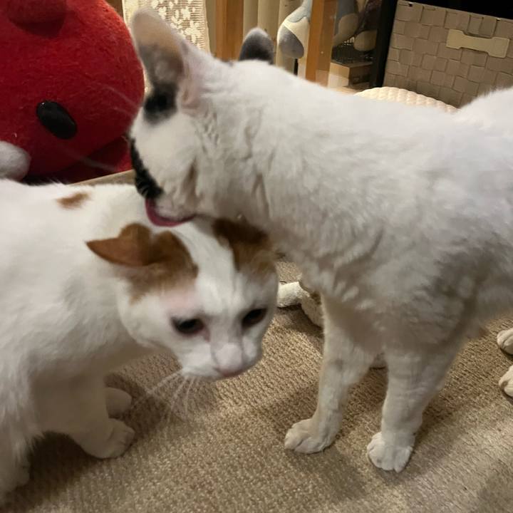 27ccfb48 eb51 4148 a9f0 5377b9873f65 1761747184887