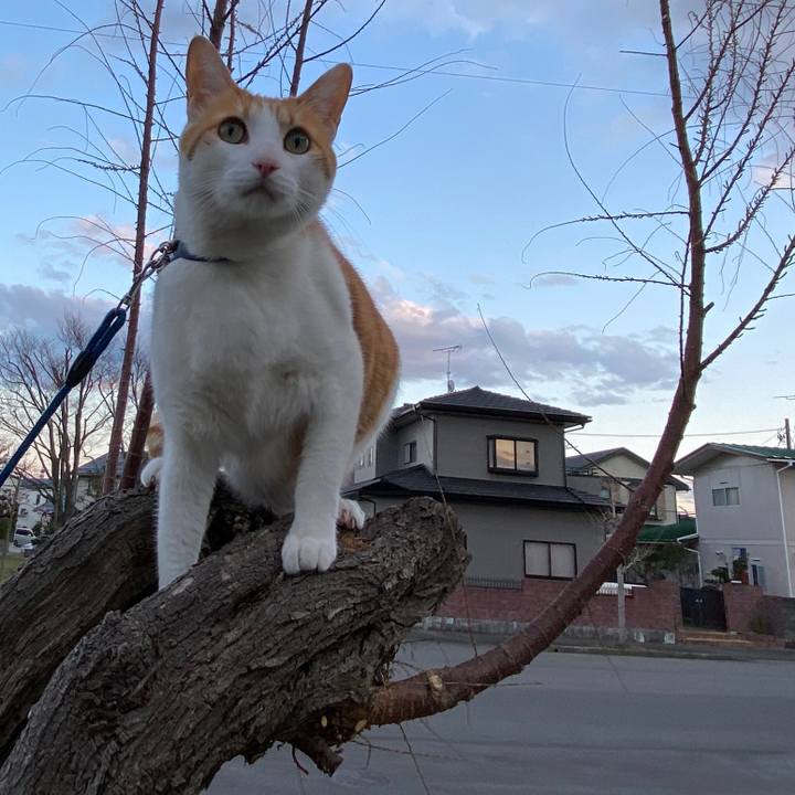 27cea44c 1474 4ad3 9439 45cec0b8c666 1586514840056