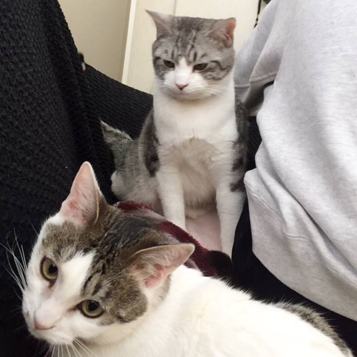 27cf9201 fb8c 4bc0 b22b 472aca1568fd 1518233201292