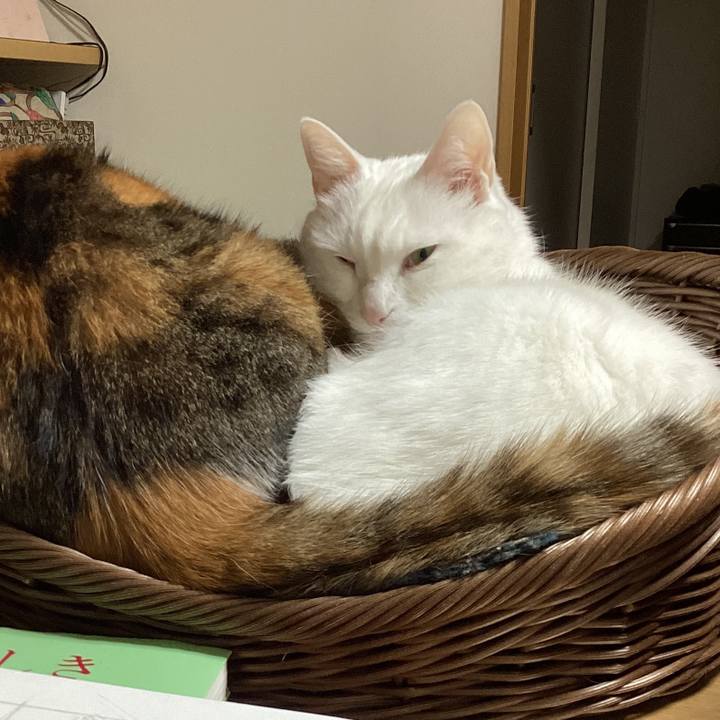 27d11306 4224 409d b273 609a14ea47b0 1707812132640