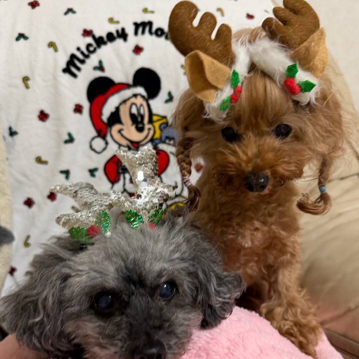 27d26d2c 2339 4a8b 9ce2 f727255184cf 1766620382267