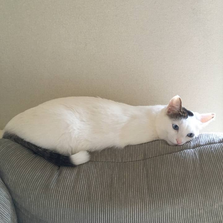 27d3afb4 cff6 49c5 b8f9 1126a1e1c10b 1518405844743