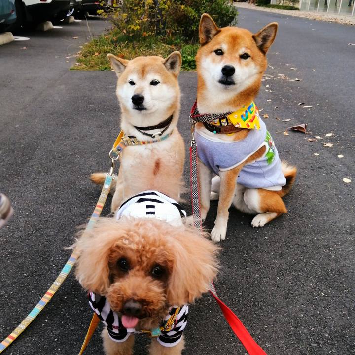 27d458c5 d96c 41cb 860a f9c97b511634 1605515295039