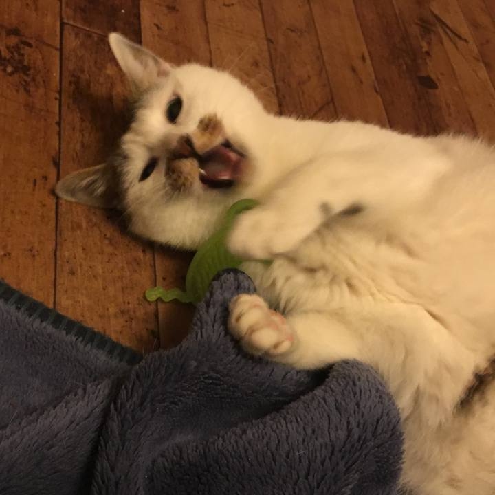 27d59af1 ddce 4ffd 9f3a 3c11a86bf7b5 1544233815824