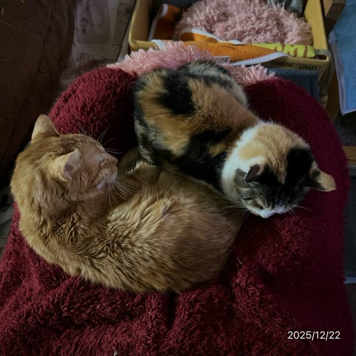 27da6629 91f7 4b75 a704 6ebc4631b321 1766440972368