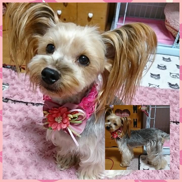 27dcfda6 2cce 4cbd adf6 81a3f1529f32 1545748874122