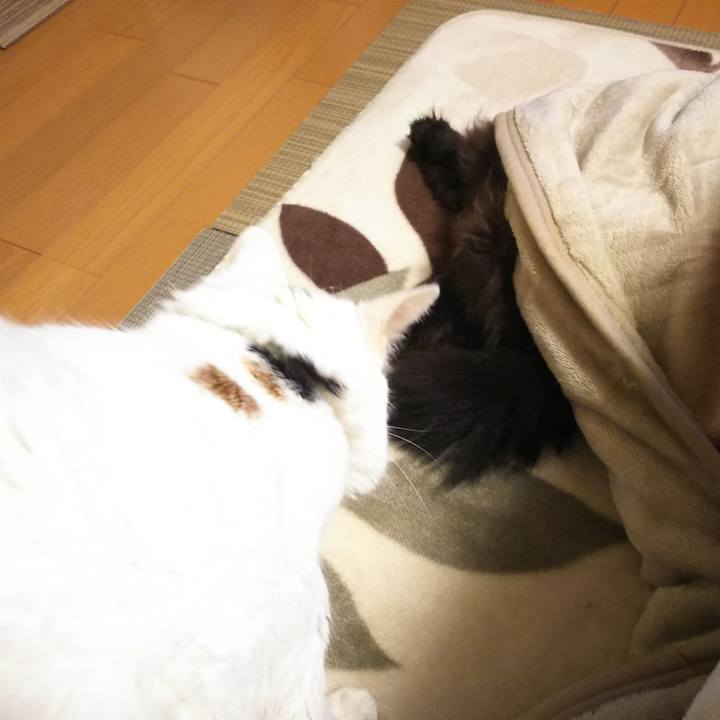 27e25b16 fc3b 4afb a551 79c24028b403 1574506669196