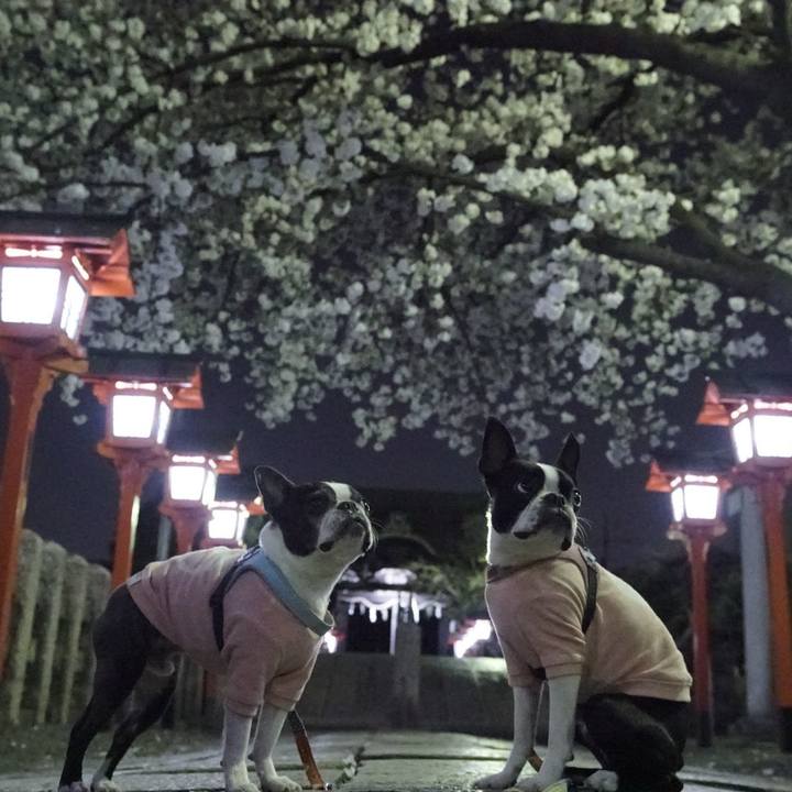 27e43394 6b54 4a9f b1e9 5ab30f561a37 1522156398086