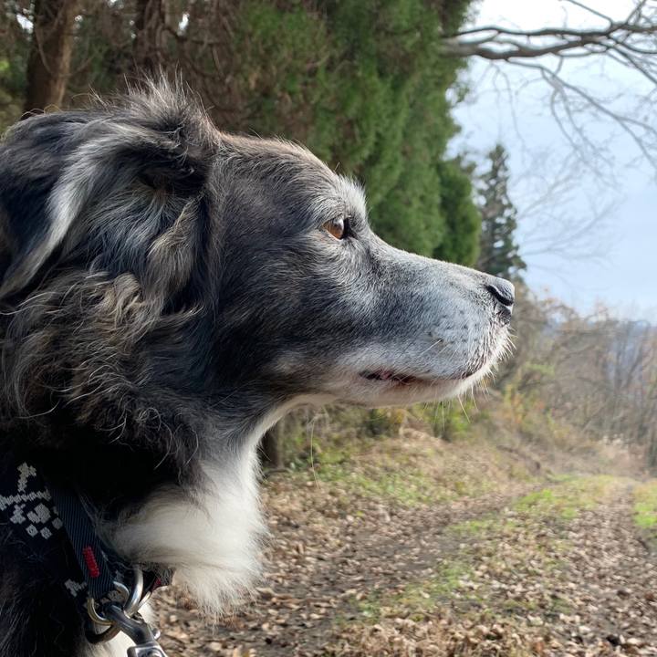 27e55a8a c28f 4e0a bb0a e427fb8640c0 1575721305193