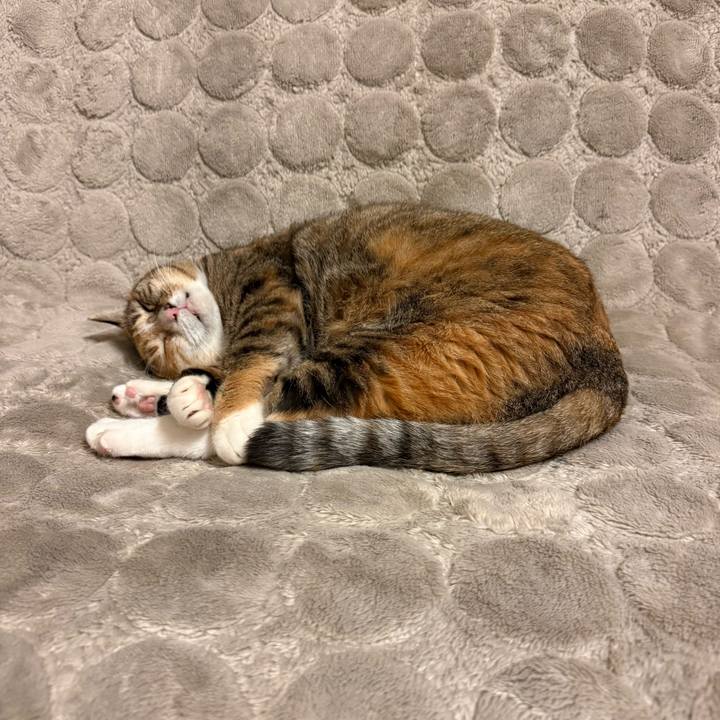 27e681be 326f 41e6 b77f 7386b88269de 1765627213521