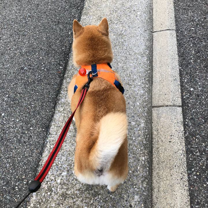 27ec2537 9ef1 4767 bee5 3e5b3c010581 1596463831511