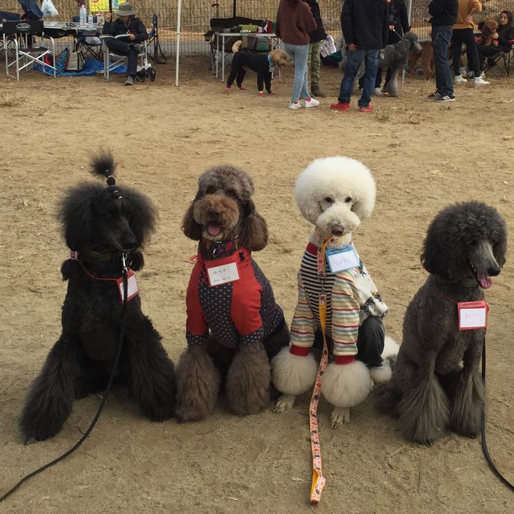 27f451a1 5eb4 430e a41a 0c12cdde6025 1543217468681