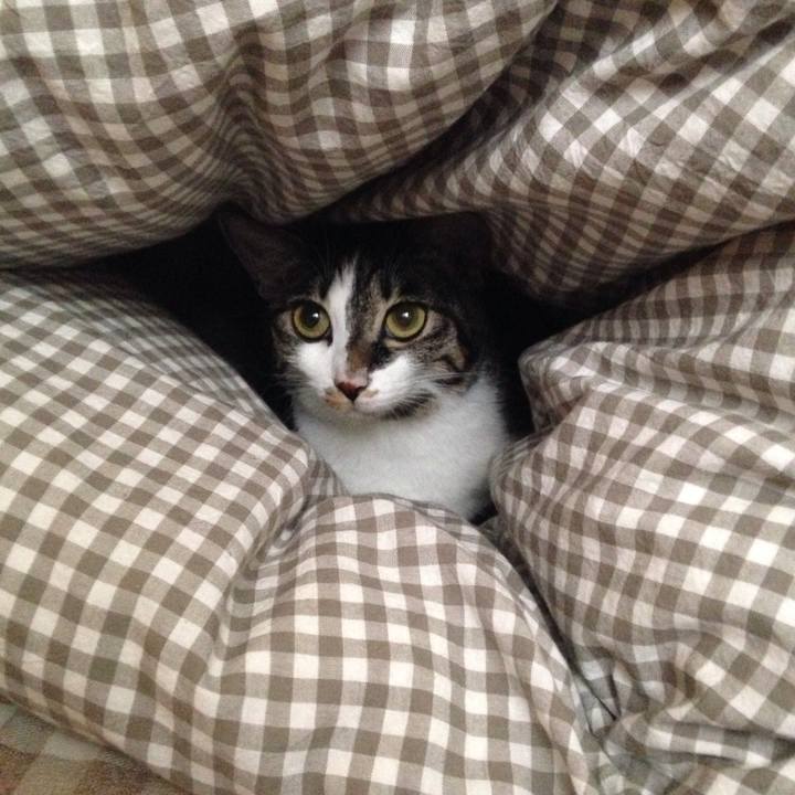 27f78496 78ba 4c84 96f2 8709ff6a2a73 1510966356586