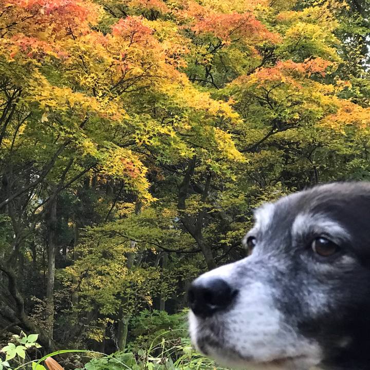 27f7d155 1c7e 40e6 8366 aa34baf68a84 1541498745181