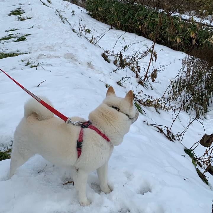 27f8315a c82e 40da 9115 4215a63f7f66 1574555300456