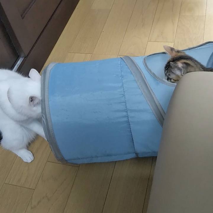 2804f62a f464 403a bd0d 645a264cc627 1628852854441