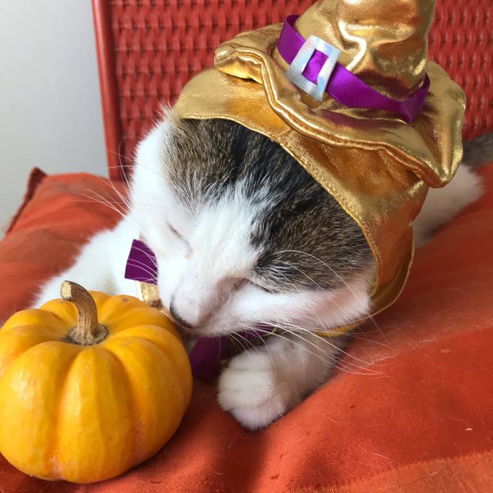 2810b2b4 67aa 444e b165 f22b39d0e98a 1540872490797