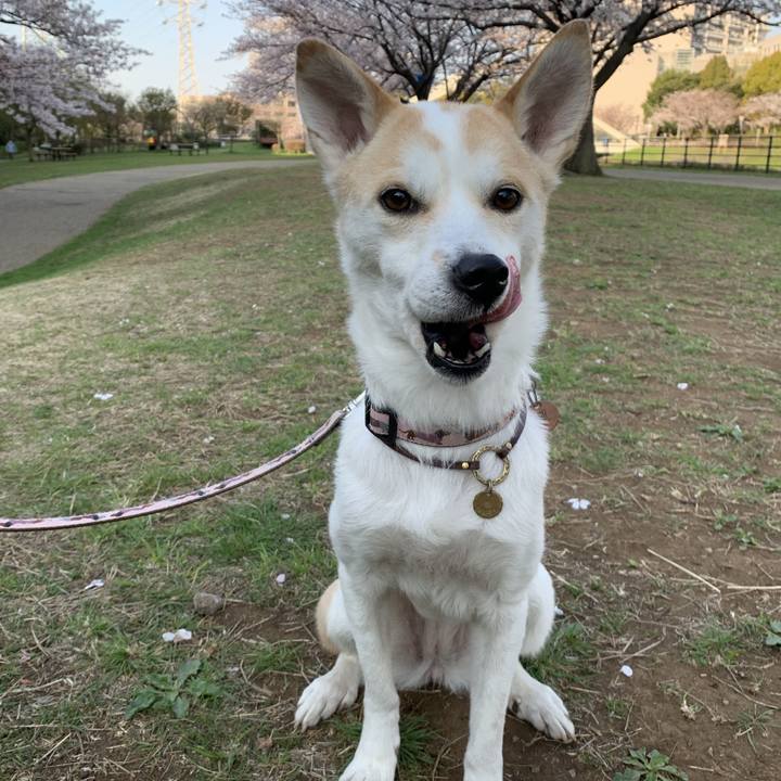 28124397 2304 42f5 9999 6add043f4fda 1617074202705