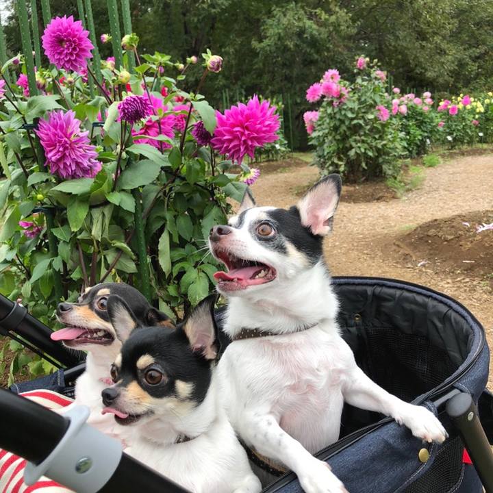 28135e99 0260 4a0a 9b07 b649cd226fd3 1539415874198