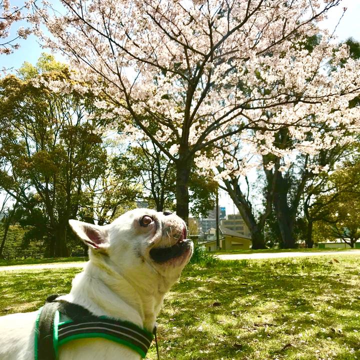 28152d95 ef51 476d 97ae 3a2595ea2366 1522465571322