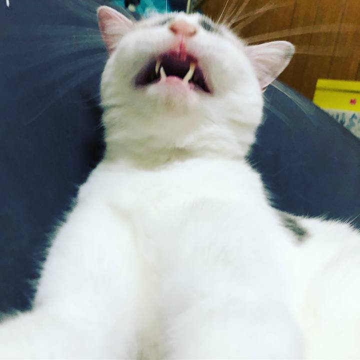 281700d0 acea 49d1 962e ad2d0bd71826 1523961649961