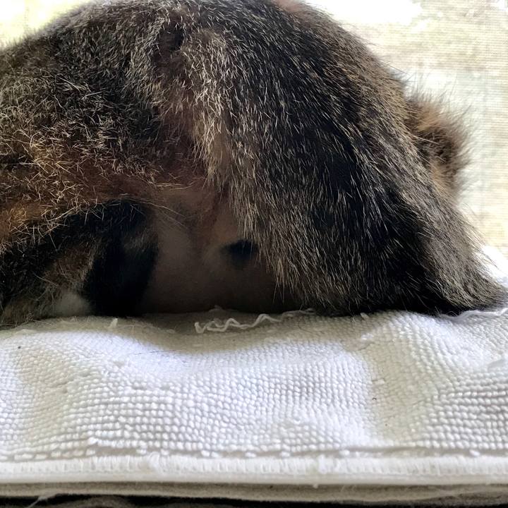 2819f6dd e158 456a 9a63 c9092dc8b85d 1526455633603