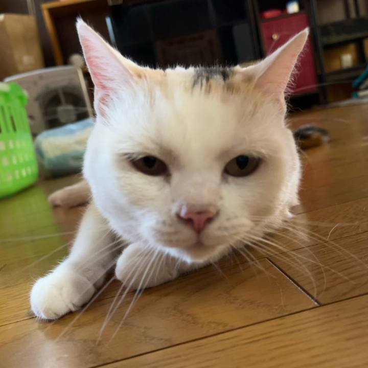 281e210e 724b 484f b5b9 04f20a782bfd 1721518297122