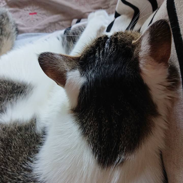 28200210 86cd 4d93 a3d8 1f36fa79b49e 1619078869897