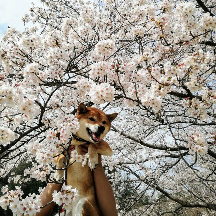 2821e25d 7ab6 4511 981b 91d1bb3bb08d 1585364423432