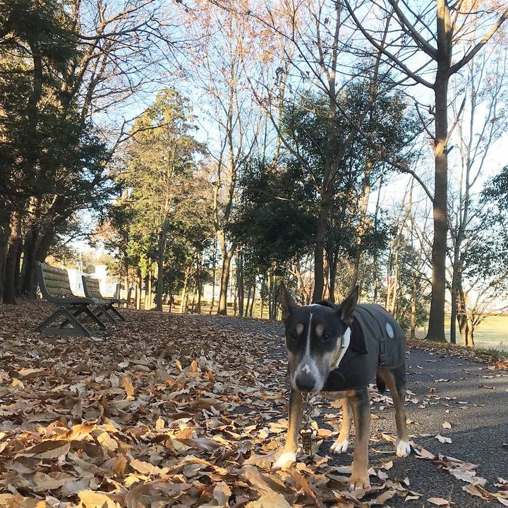 28223acb ddd6 4b0f 9ecb d0ca196bf1d0 1513038326738