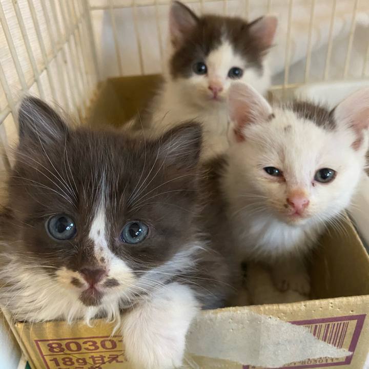 2822ba4b 0946 4369 b1ff 2cc01a7661f3 1684487424697