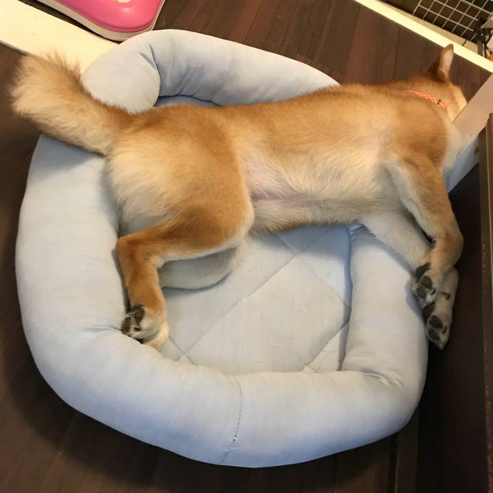 28246b66 5550 4325 bd79 2fa8e215227f 1527509044393