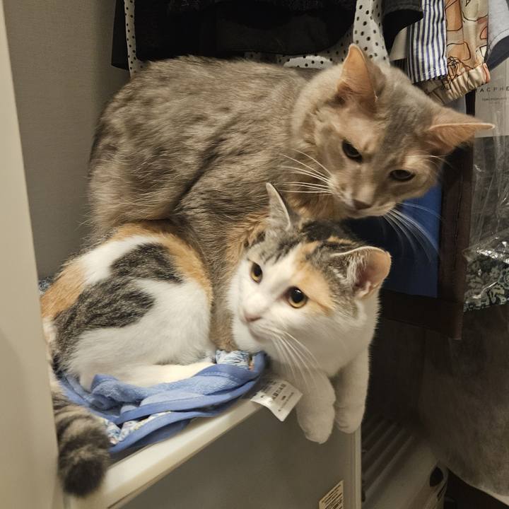 28270f81 6086 405e 889c e86fb481dd11 1756734532468