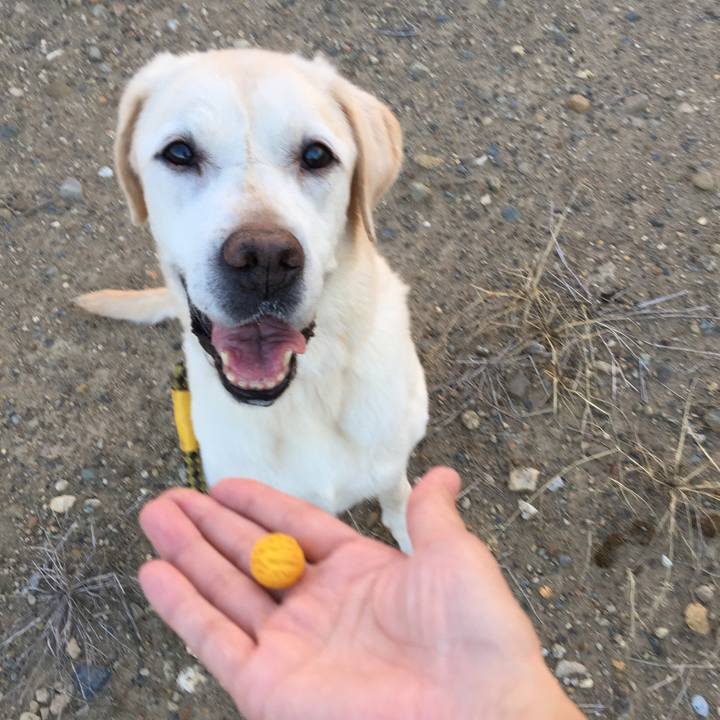 282f6816 d13b 41ab 96ed 63da32b01c29 1534930989654