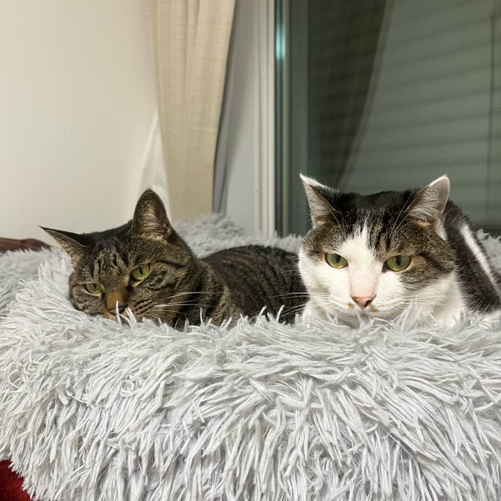 28333ecc 1757 4382 ac51 b09acfda0606 1771729960039