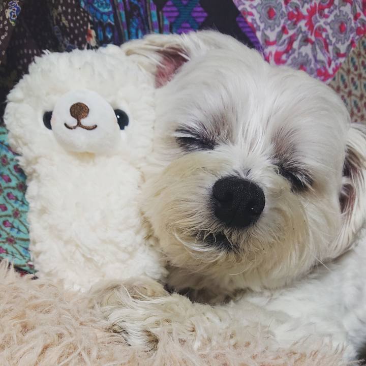 2834496a 8c05 4a4c b04a e1163aa0452e 1605508434854